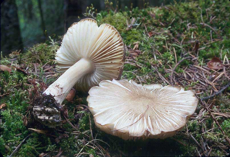 Megacollybia fallax